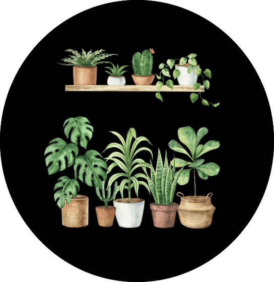 Plants
