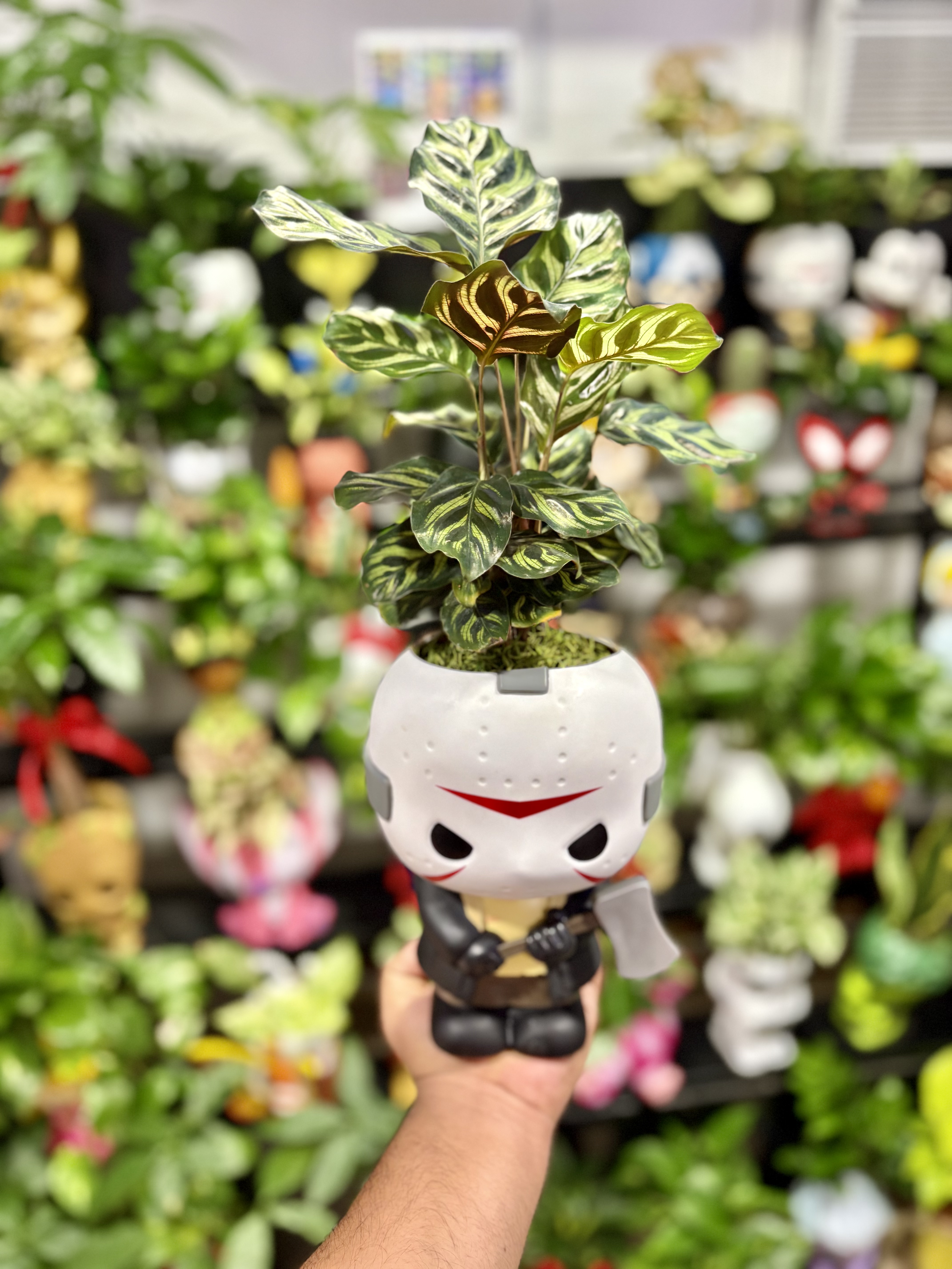 Jason Plant – Jason Planter