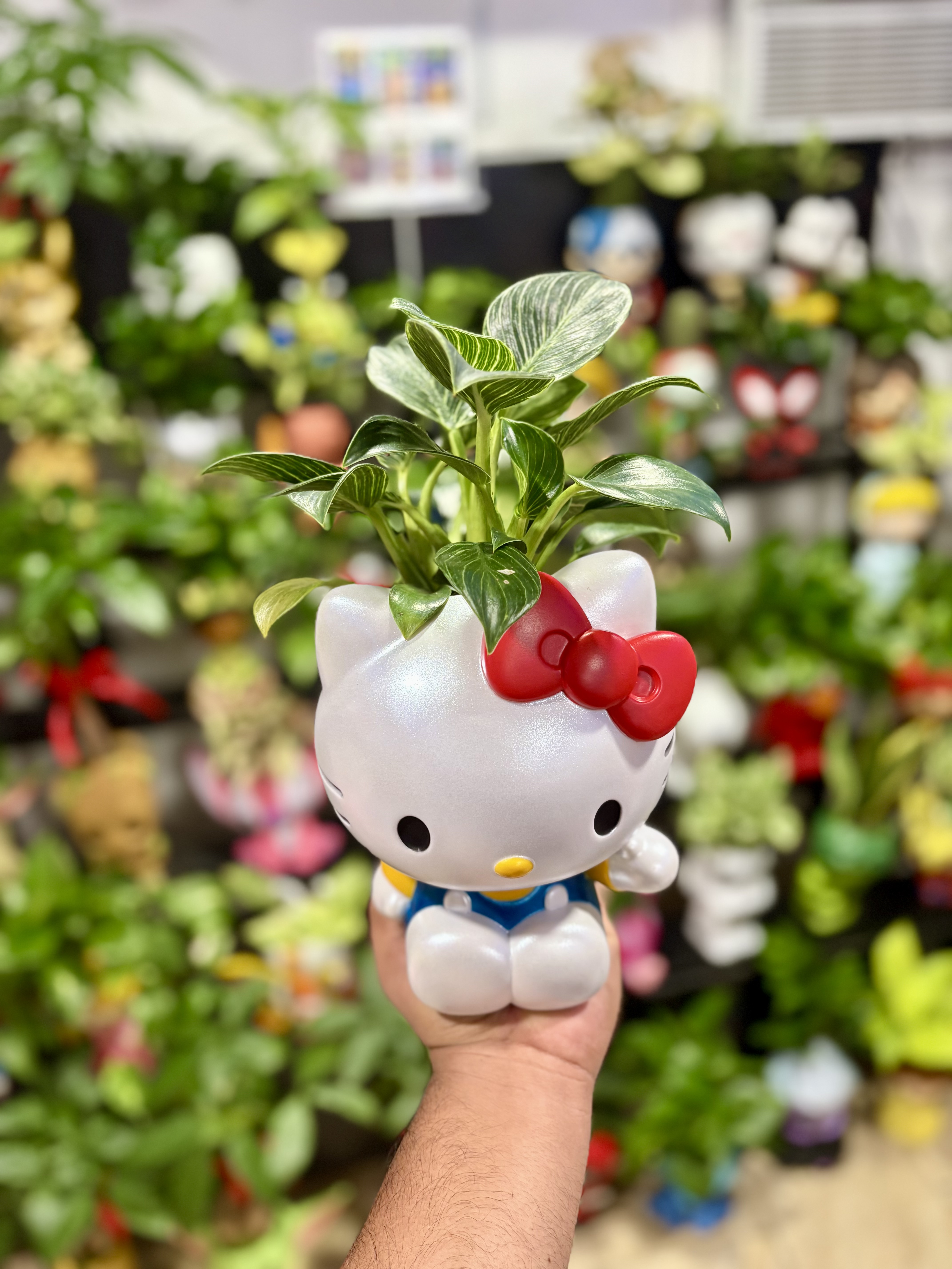Hello Kitty Plant – Hello Kitty Planter